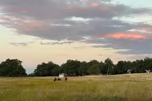 25258 Black Canyon Rd, Santa Ysabel, CA 92070 - Photo 56