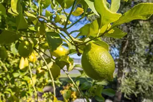 18218 Paradise Mountain Road #Spc 89, Valley Center, CA 92082 - Photo 32