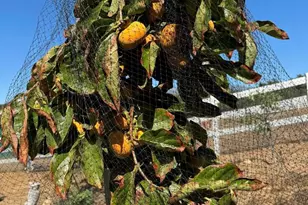 30606 Falling Star Cir, Valley Center, CA 92082 - Photo 54