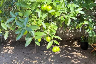 553 A Hygeia Ave Ave, Encinitas, CA 92024 - Photo 52