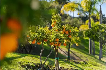 3376 Calle Tres Vistas, Encinitas, CA 92024 - Photo 46
