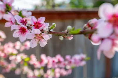 1977 White Birch Drive, Vista, CA 92081 - Photo 38