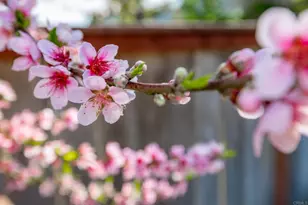 1977 White Birch Dr, Vista, CA 92081 - Photo 38