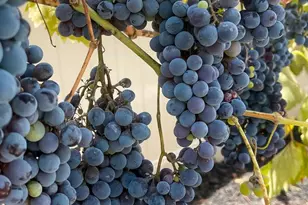 45721 Middle Gate Ct, Temecula, CA 92592 - Photo 22