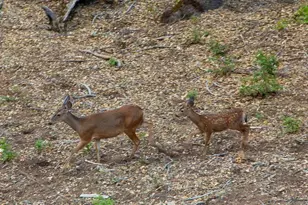 22234 Crestline Rd, Palomar Mountain, CA 92060 - Photo 46