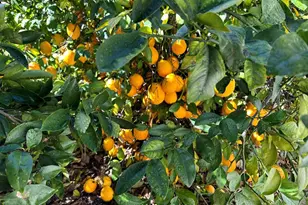 26500 Rim Rd, Hemet, CA 92544 - Photo 36