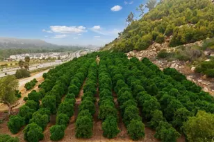 348 Sweet Pl, Fallbrook, CA 92028 - Photo 18