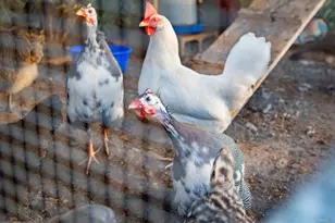 30837 Palomar Vista Dr, Valley Center, CA 92082 - Photo 44