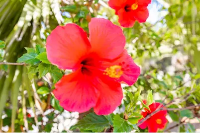 224 Astro Court, Vista, CA 92083 - Photo 44