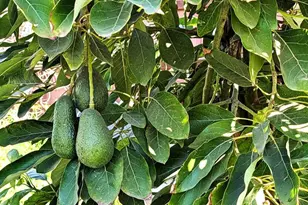 6951 W Lilac Rd, Bonsall, CA 92003 - Photo 56