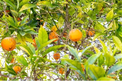 29604 Gracilior Drive, Escondido, CA 92026 - Photo 32