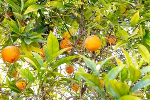 29604 Gracilior Dr, Escondido, CA 92026 - Photo 32