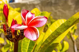 631 Concerto Glen, Escondido, CA 92025 - Photo 38