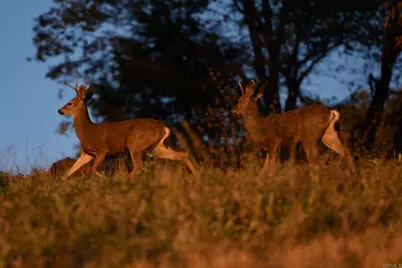 3413 Fern Meadow Road, Palomar Mountain, CA 92060 - Photo 60