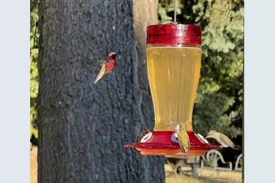 3413 Fern Meadow Road, Palomar Mountain, CA 92060 - Photo 64