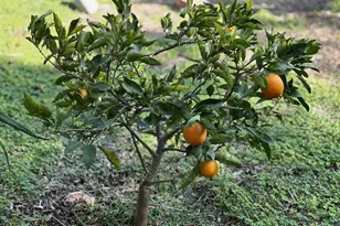 1451 Machado St, Oceanside, CA 92054 - Photo 32