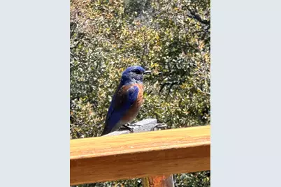 25770 E Grade Road, Santa Ysabel, CA 92070 - Photo 70