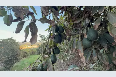 0 Via Puerta Del Sol, Bonsall, CA 92003 - Photo 38