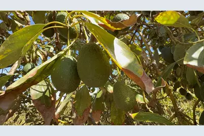 0 Via Puerta Del Sol, Bonsall, CA 92003 - Photo 8