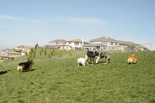 1115 Festival Rd, San Marcos, CA 92078 - Photo 66