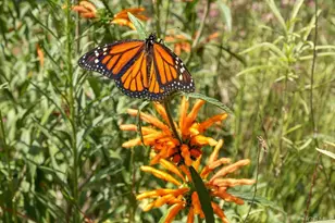 4169 Rhodes Way, Oceanside, CA 92056 - Photo 58