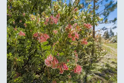 200 +/- Acres Palomar Divide Truck Trail, Palomar Mountain, CA 92060 - Photo 24