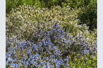200 +/- Acres Palomar Divide Truck Trail, Palomar Mountain, CA 92060 - Photo 20