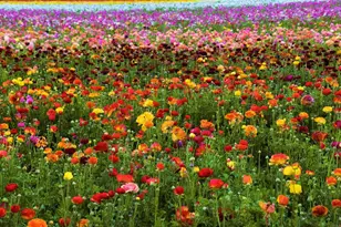 2652 Jefferson St, Carlsbad, CA 92008 - Photo 36