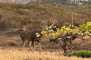 25561 E Old Julian Hwy, Ramona, CA 92065 - Photo 6