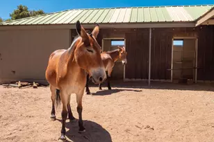 55101 State Hwy 74, Mountain Center, CA 92561 - Photo 54