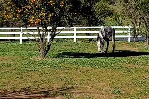 334 Rainbow Crest Rd, Fallbrook, CA 92028 - Photo 18