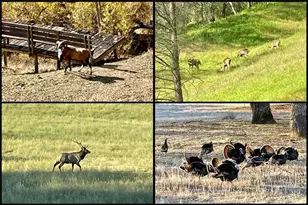 76450 Deer Pass Rd, Bradley, CA 93426 - Photo 32