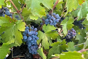 53600 Bradley Lockwood, Bradley, CA 93426 - Photo 58