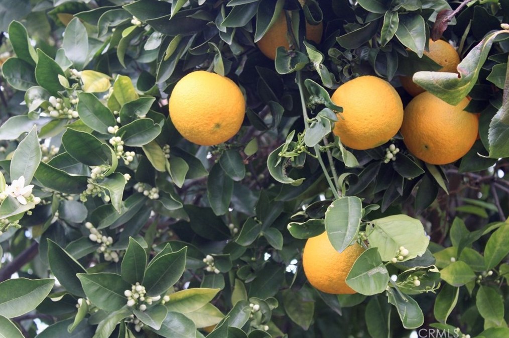 631 Rye Ave, La Habra CA  90631-6736 exterior