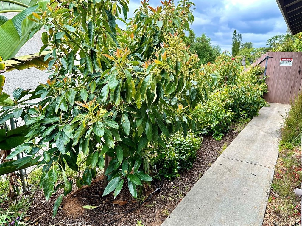 914 Main Ave, Fallbrook CA  92028-1519 exterior