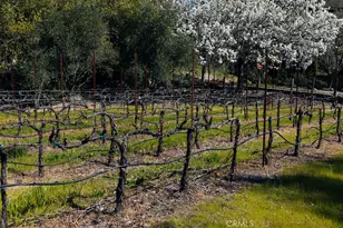 1001 Silverado Trail S, St. Helena, CA 94574 - Photo 62