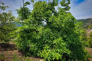 5 Via Vaquero, Temecula, CA 92590 - Photo 8