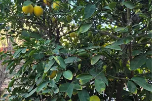 537 Peregrine Ln, San Jacinto, CA 92582 - Photo 28