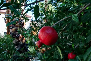 61504 Capilla Dr, Joshua Tree, CA 92252 - Photo 36