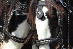 28111 Via Rueda, San Juan Capistrano, CA 92675 - Photo 28