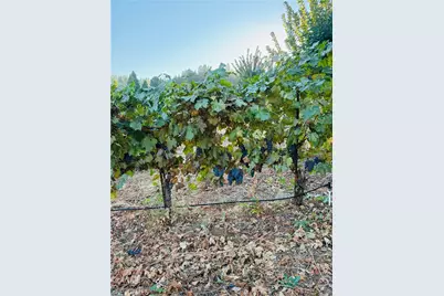 2781 Larsen, Camino, CA 95709 - Photo 4