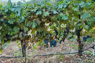 2781 Larsen, Camino, CA 95709 - Photo 4