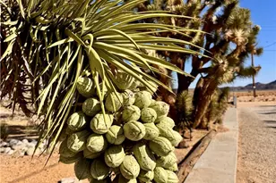 65585 4th St, Joshua Tree, CA 92252 - Photo 32