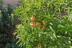 27301 Monforte, Mission Viejo, CA 92692 - Photo 34