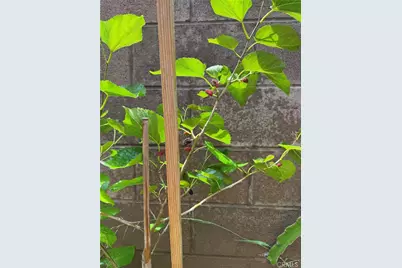 3 Ardmore, Irvine, CA 92602 - Photo 44