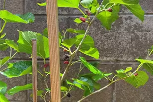 3 Ardmore, Irvine, CA 92602 - Photo 44