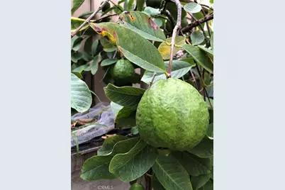 3 Ardmore, Irvine, CA 92602 - Photo 42