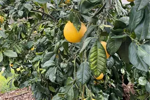 13952 Pauma Vista, Valley Center, CA 92082 - Photo 38