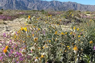 2315 Henderson Canyon, Borrego Springs, CA 92004 - Photo 4