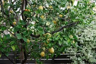 1500 Oxley St, South Pasadena, CA 91030 - Photo 50